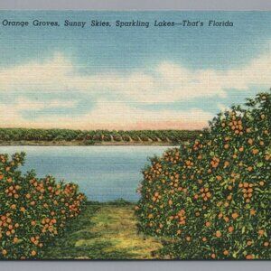 Orange Groves Florida Linen Postcard PC